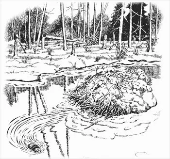 Advanced Coloring on Free Beaver Dam Coloring Page Clipart   Free Clipart Graphics  Images