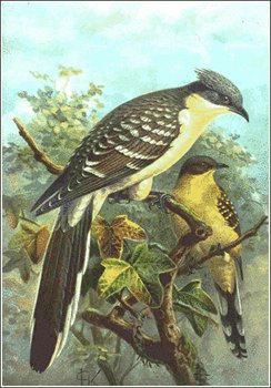 Great-Spotted-Cuckoo
