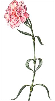 Pink-Carnation