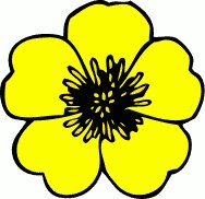 buttercup-flower