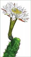 cactus-flower-Acanthocereus-subinermis