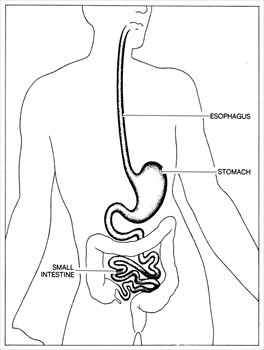 Anatomy-Esophagus-Stomach-Small-Intestine