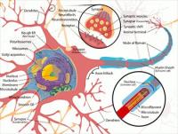Complete-neuron-cell-diagram-full-page