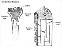 interior-bone-structure