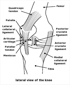knee-diagram