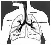 lungs-diagram