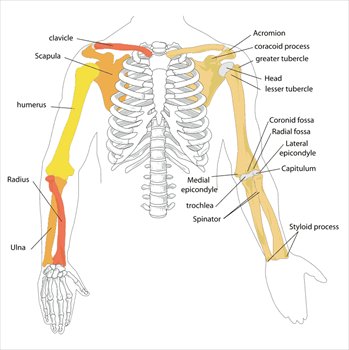 [Image: Human-arm-bones-diagram.jpg]
