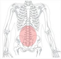 Lumbar-region-in-human-skeleton