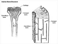 interior-bone-structure