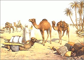 camel-travel
