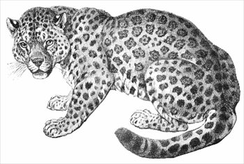 Jaguar on Jaguar Clip Art Pics