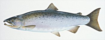 coho-salmon