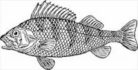scaly-fish