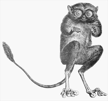 tarsier-BW