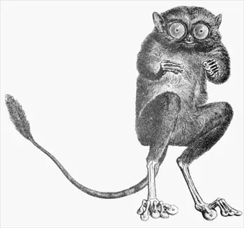 tarsier-BW