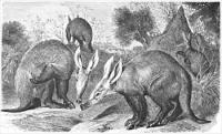 aardvark-drawing