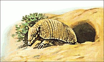 armadillo