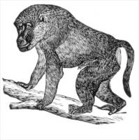 baboon-2