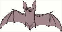 bat-big-eared