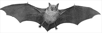 bat-large-BW