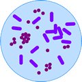 Biology-Bacteria