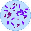 Biology-Bacteria