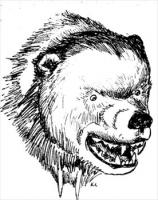 fierce-bear-head-sketch