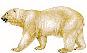 Polar-Bear