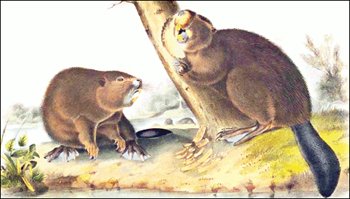 North-American-Beaver-Audubon