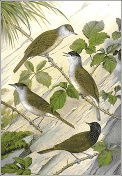 Blackcap