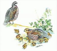 Bobwhite