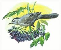 Catbird