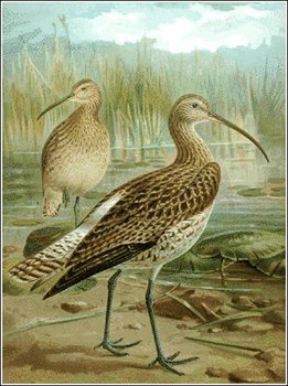 Curlew