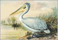 Dalmatian-Pelican