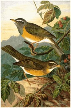 Eye-browed-Thrush