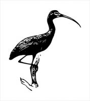 GlossyIbis1