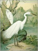 Great-White-Egret