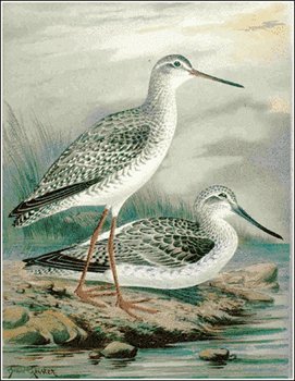 Greenshank