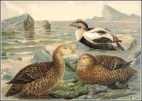 King-Eider