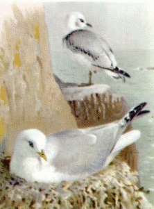 Kittiwake-Gull
