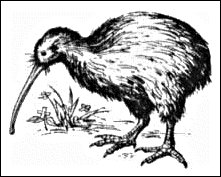 Kiwi