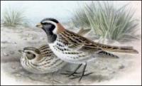 Lapland-Bunting