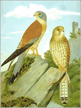 Lesser-Kestrel