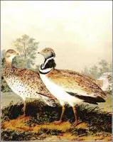 Little-Bustard