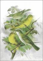 Melodious-Warbler