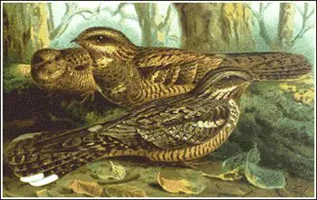 Nightjar
