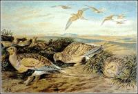 Pallas-Sandgrouse