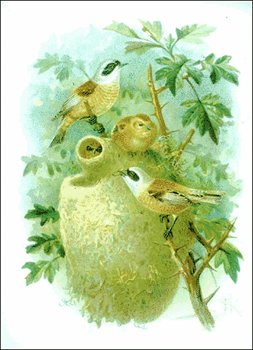 Penduline-Tit