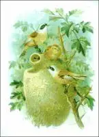 Penduline-Tit
