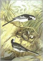 Pied-Wagtail